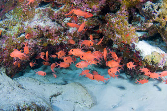 Image of Immaculate Squirrelfish