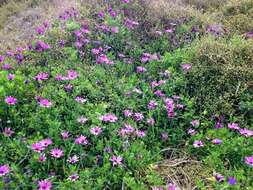 Image of shrubby daisybush