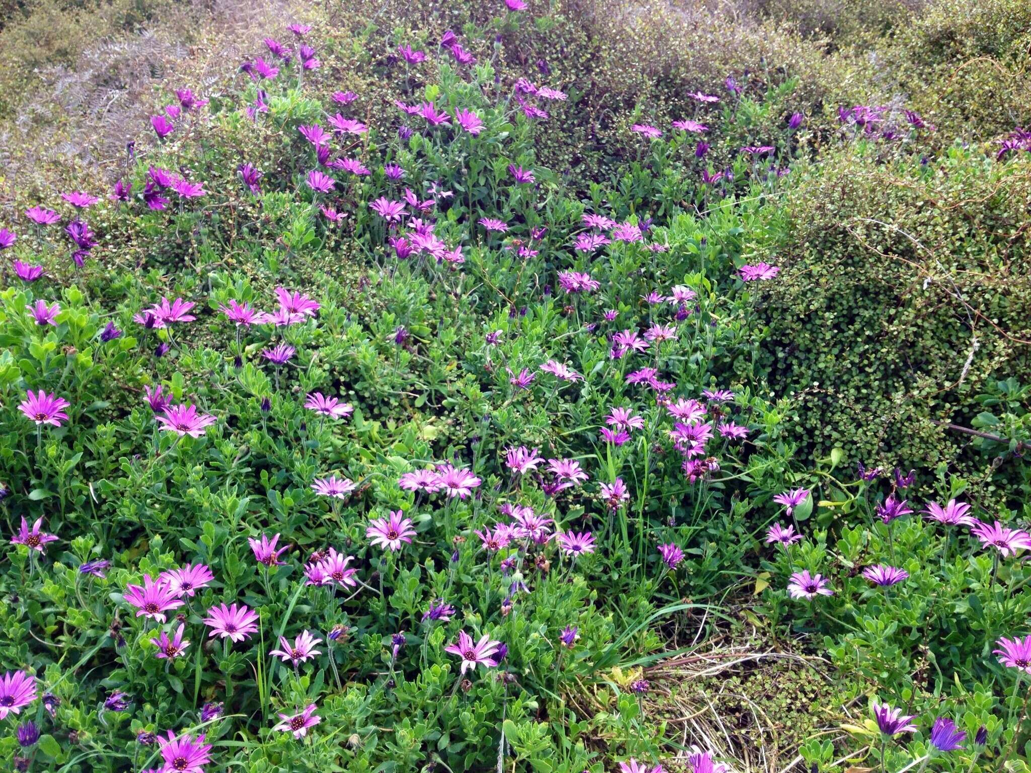 Image of shrubby daisybush