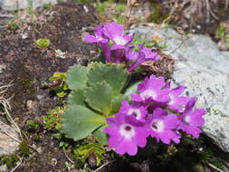 Image of Primula daonensis (Leybold) Leybold