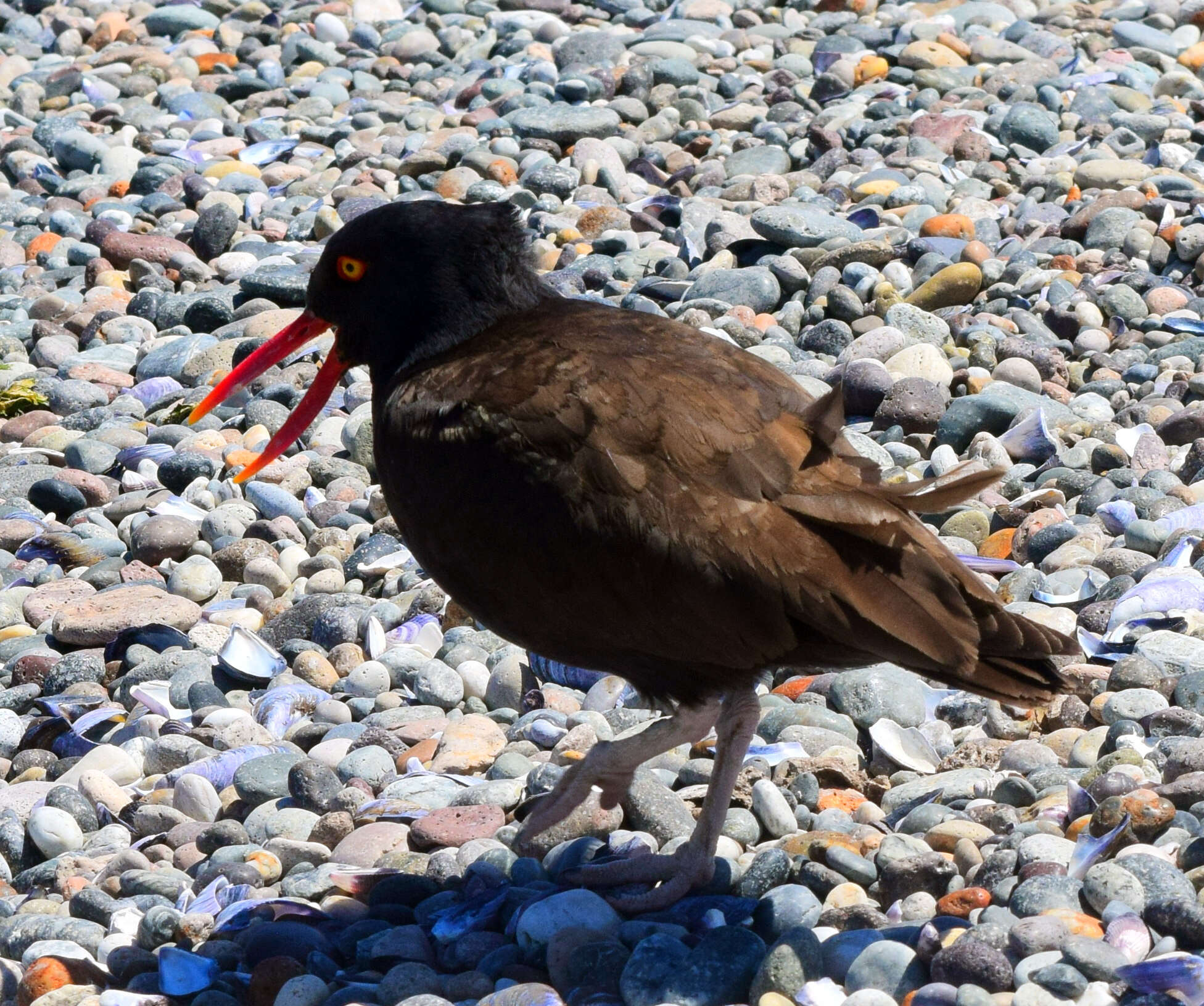 Image of Blackish Oystercatcher