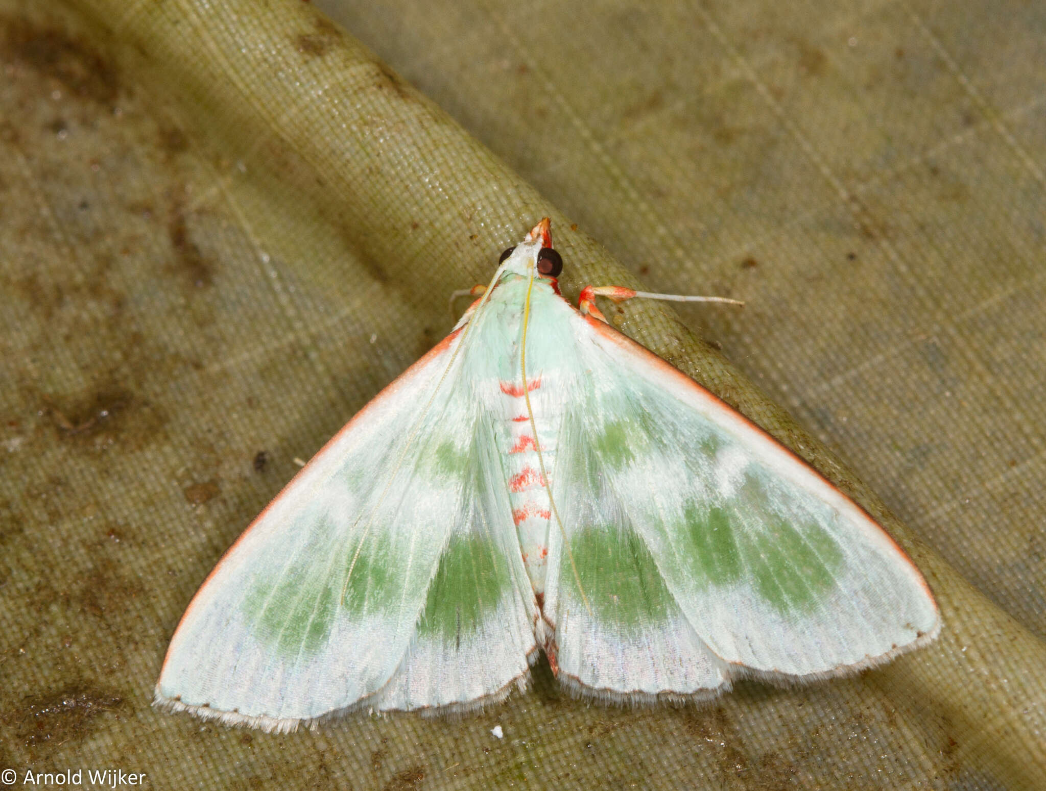 Arthroschista tricoloralis Pagenstecher 1888 resmi