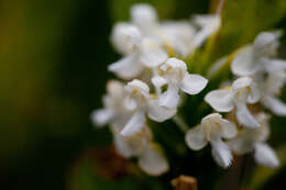 Image de Platanthera blephariglottis (Willd.) Lindl.