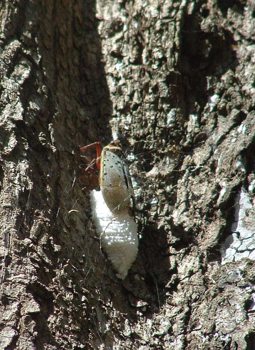 Image of Copidocephala guttata (White 1846)