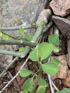 Image of Adenia fruticosa subsp. fruticosa