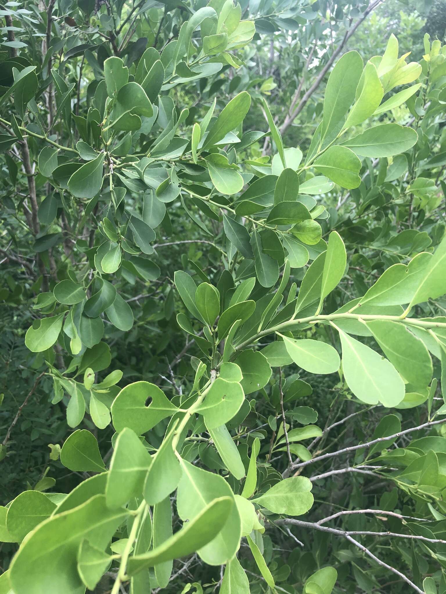 Image of Confetti tree