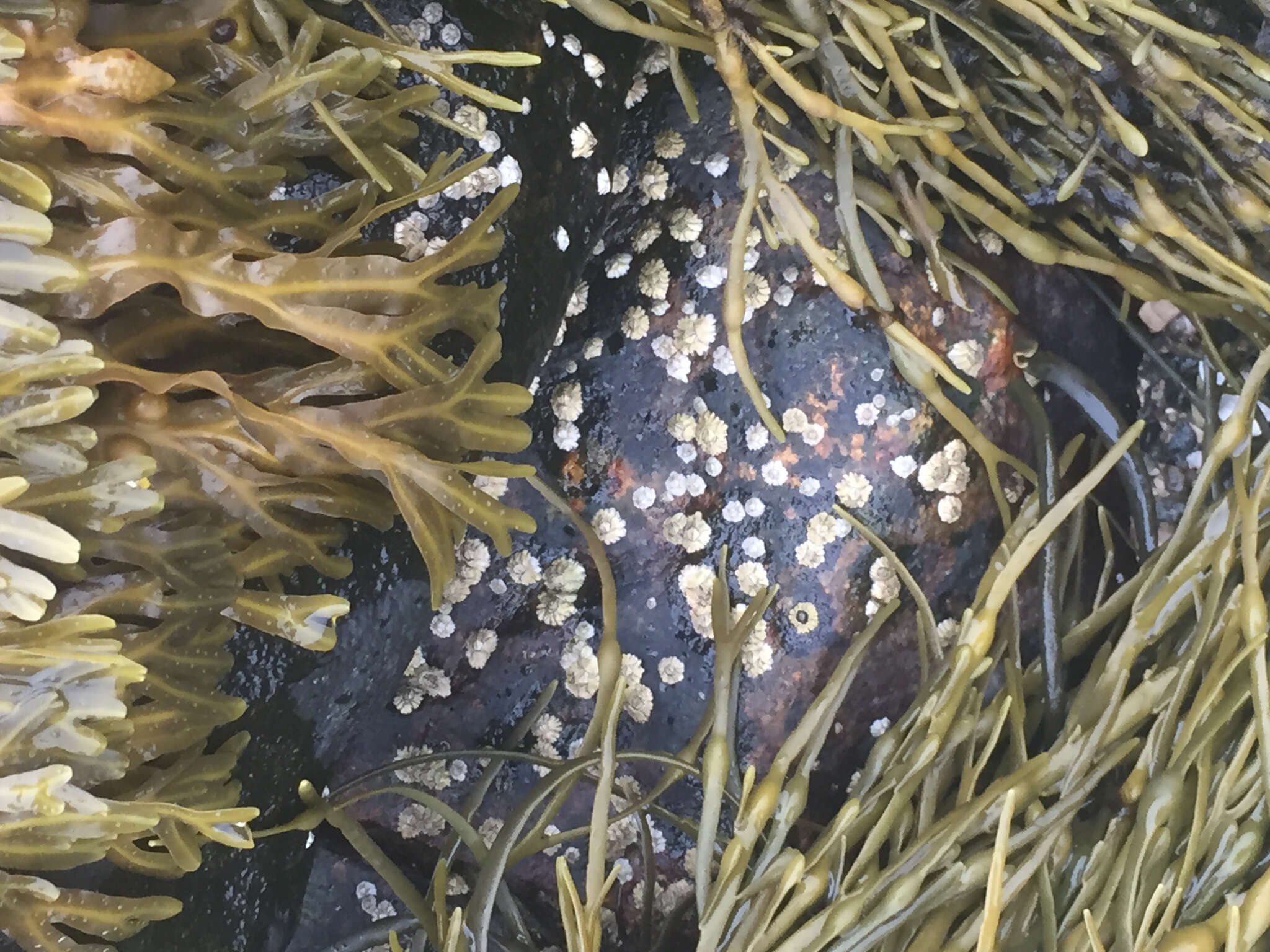 Image of Acorn barnacle