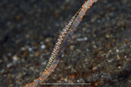 Image of Barred arrow shrimp