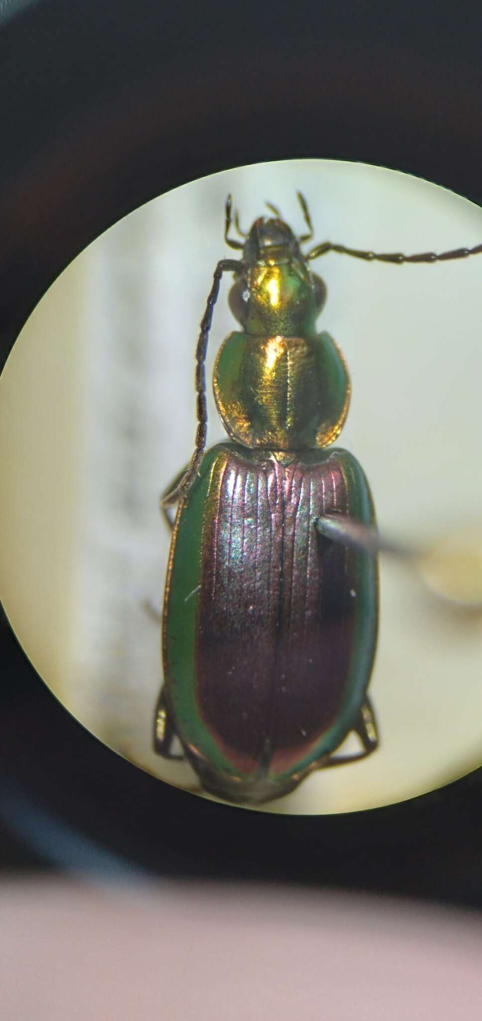 Image of Agonum (Olisares) cupripenne (Say 1823)