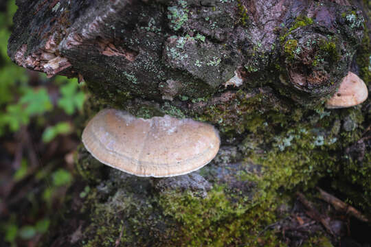 Image of Perenniporia ochroleuca (Berk.) Ryvarden 1972