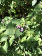 Image of black horehound