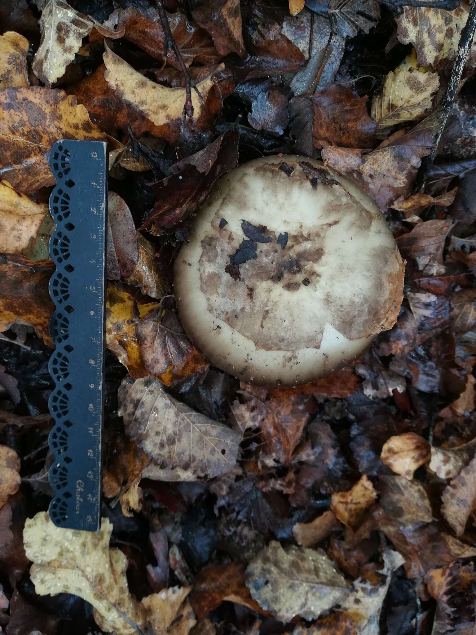 Image de Amanita merxmuelleri Bresinsky & Garrido 1985