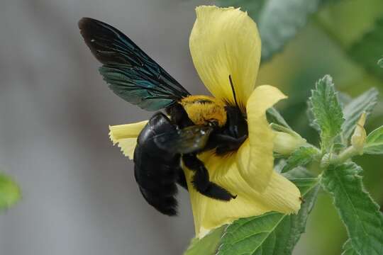 Image of Xylocopa flavonigrescens Smith 1854