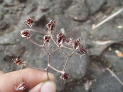 Sivun Graptopetalum sinaloensis kuva