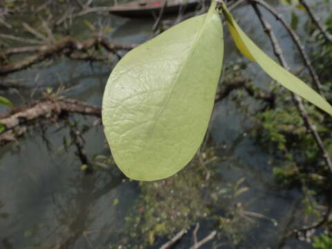 Image of Hydnophytum formicarum Jack