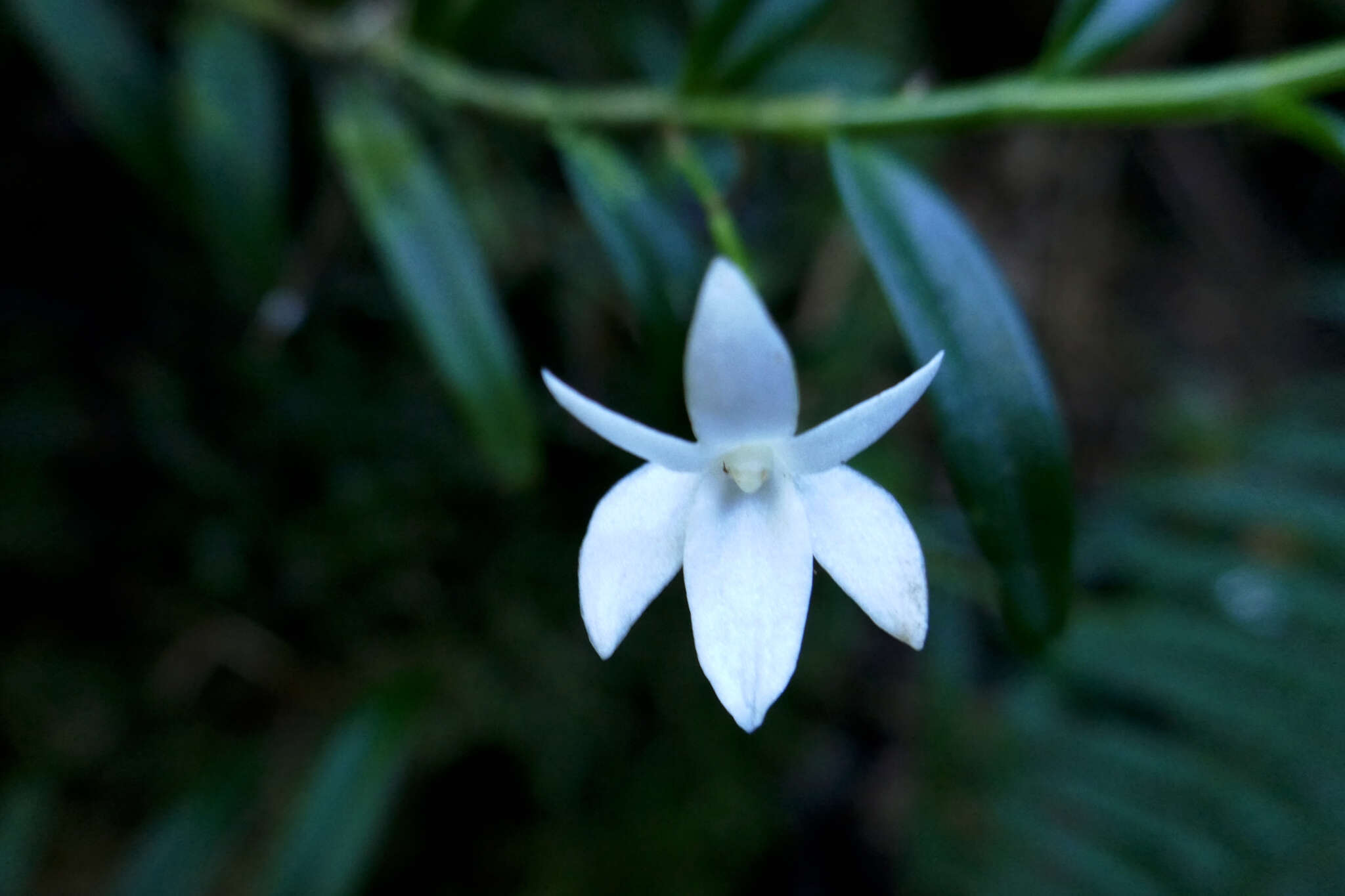 Слика од Angraecum ramosum Thouars