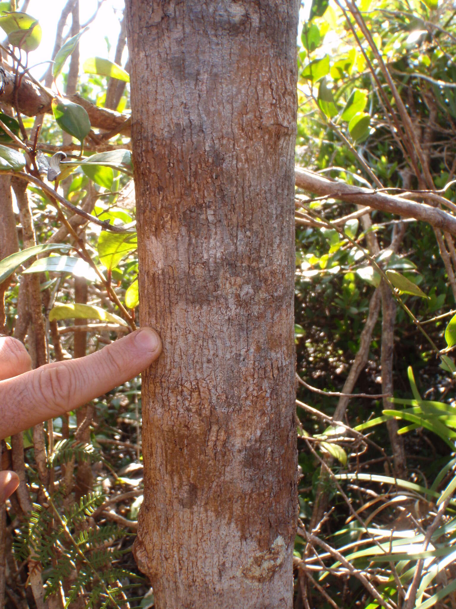 Image of Cryptocarya longifolia Kosterm.