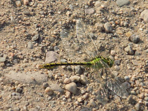 Imagem de Ophiogomphus spinicornis Selys 1878