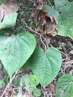 Imagem de Dioscorea bulbifera L.