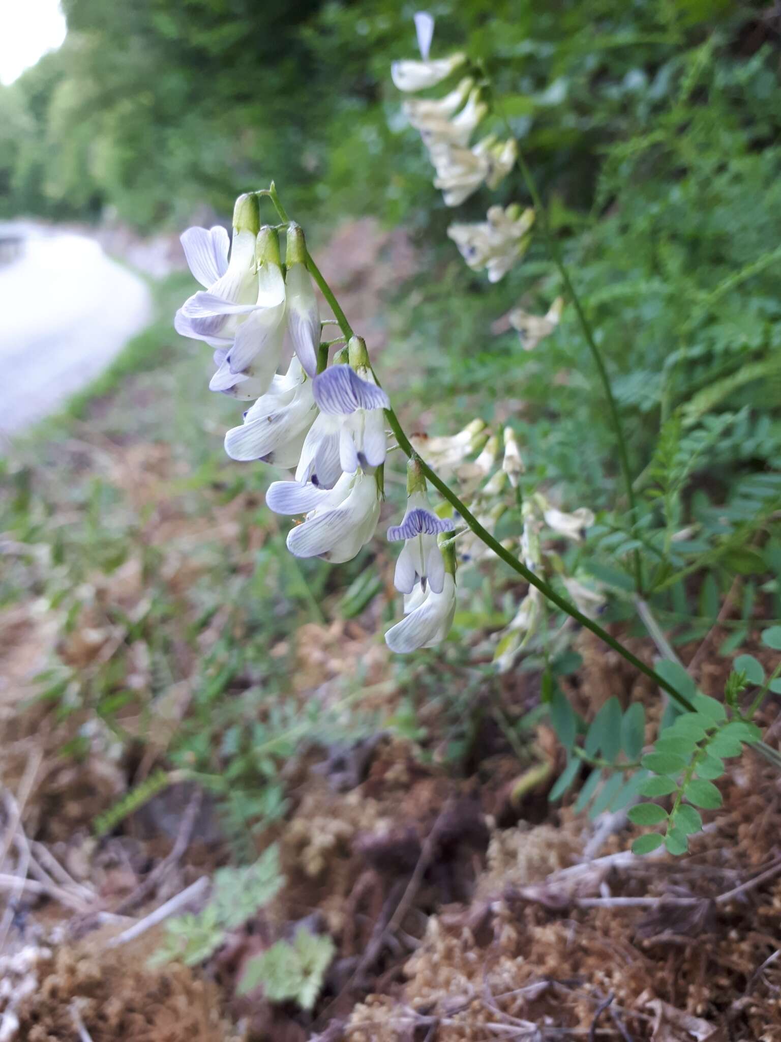 Image of wood vetch