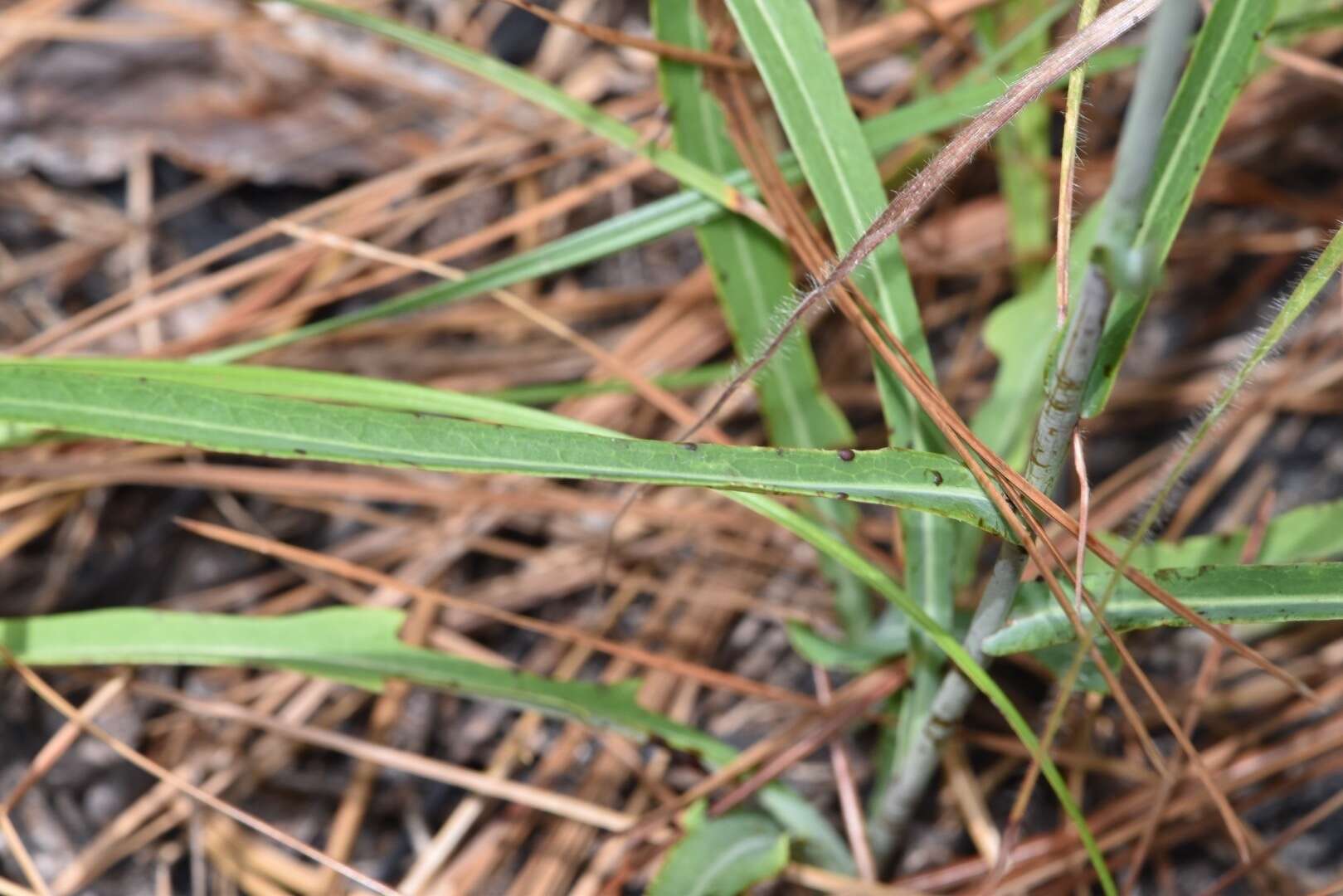 <i>Lactuca <i>graminifolia</i></i> var. graminifolia resmi