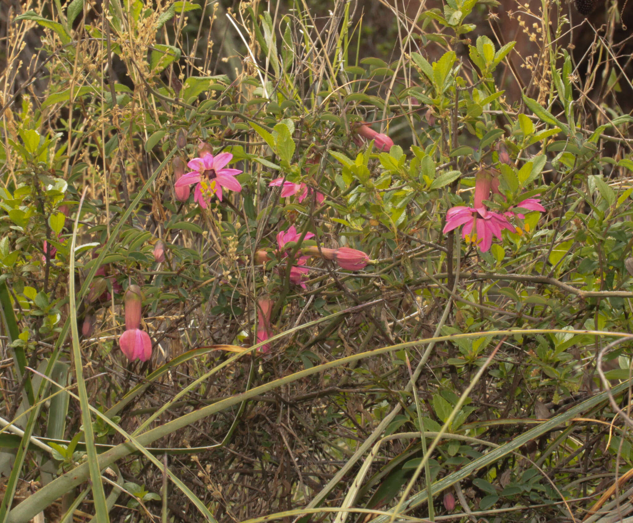 Image of Passiflora gracilens (A. Gray) Harms