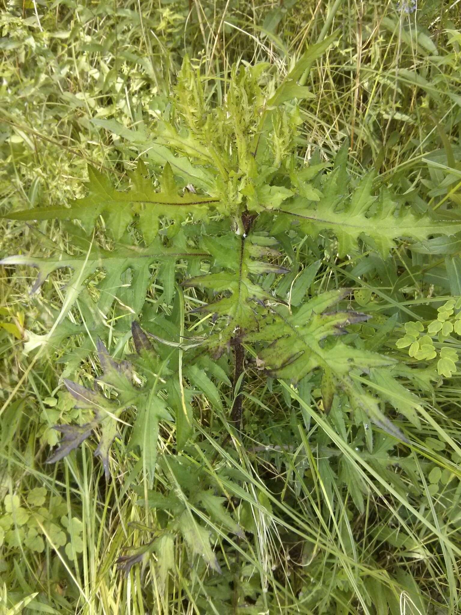 Imagem de Cirsium muticum Michx.