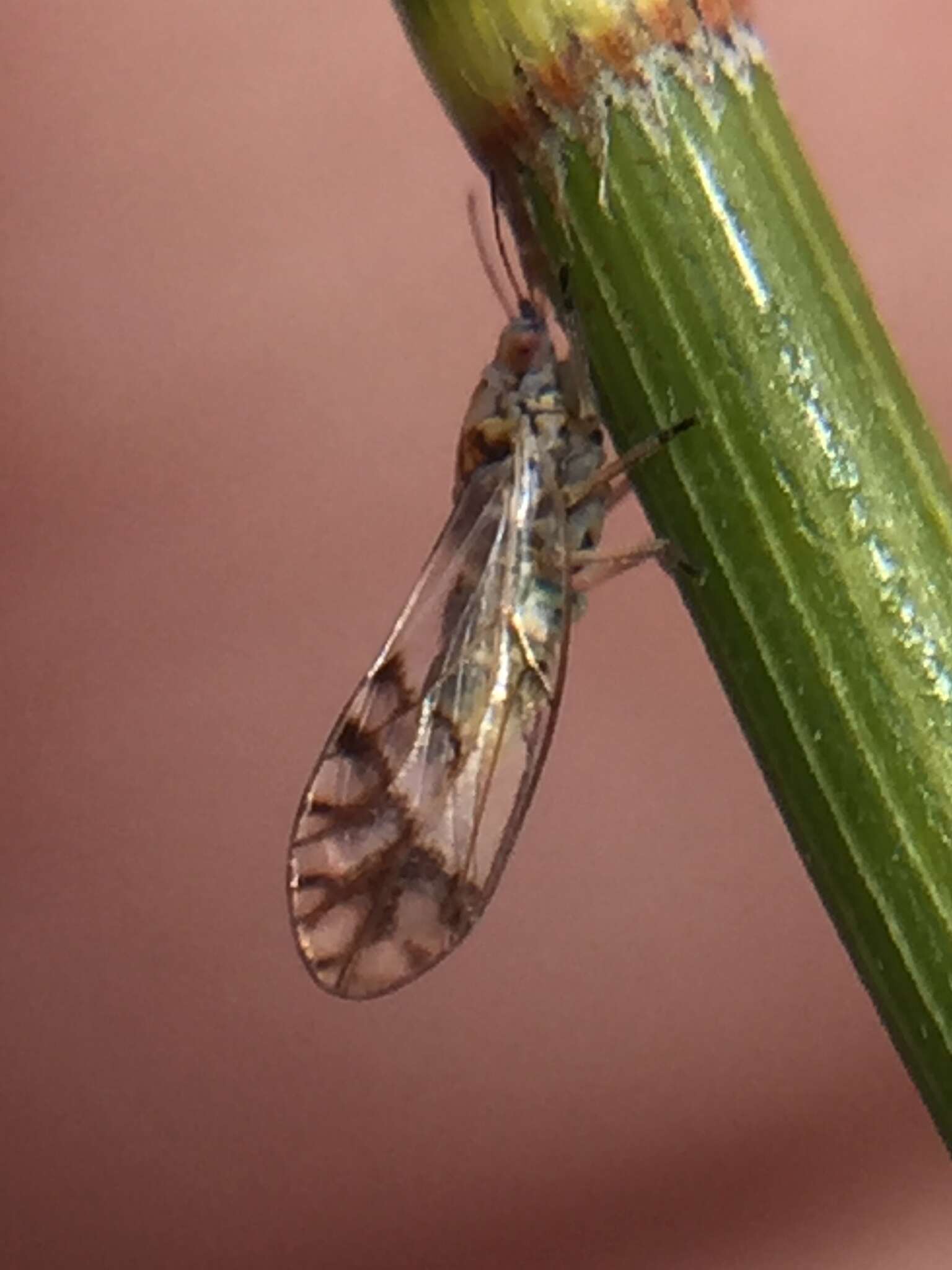 Image of Casuarinicola australis Taylor 2010