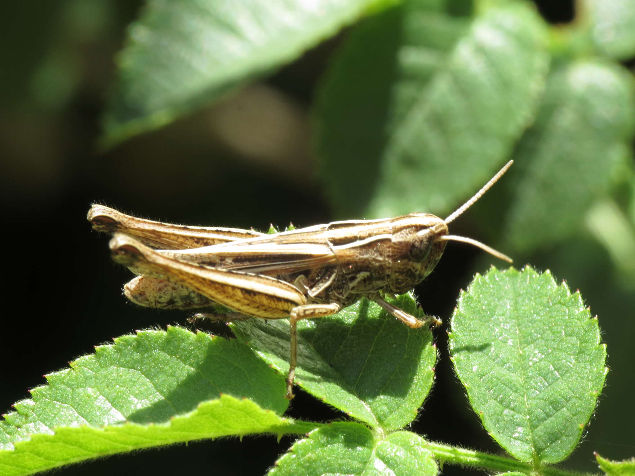 Imagem de Omocestus (Omocestus) panteli (Bolívar & I. 1887)