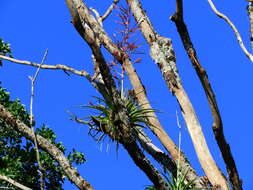 Image of Tillandsia elongata Kunth