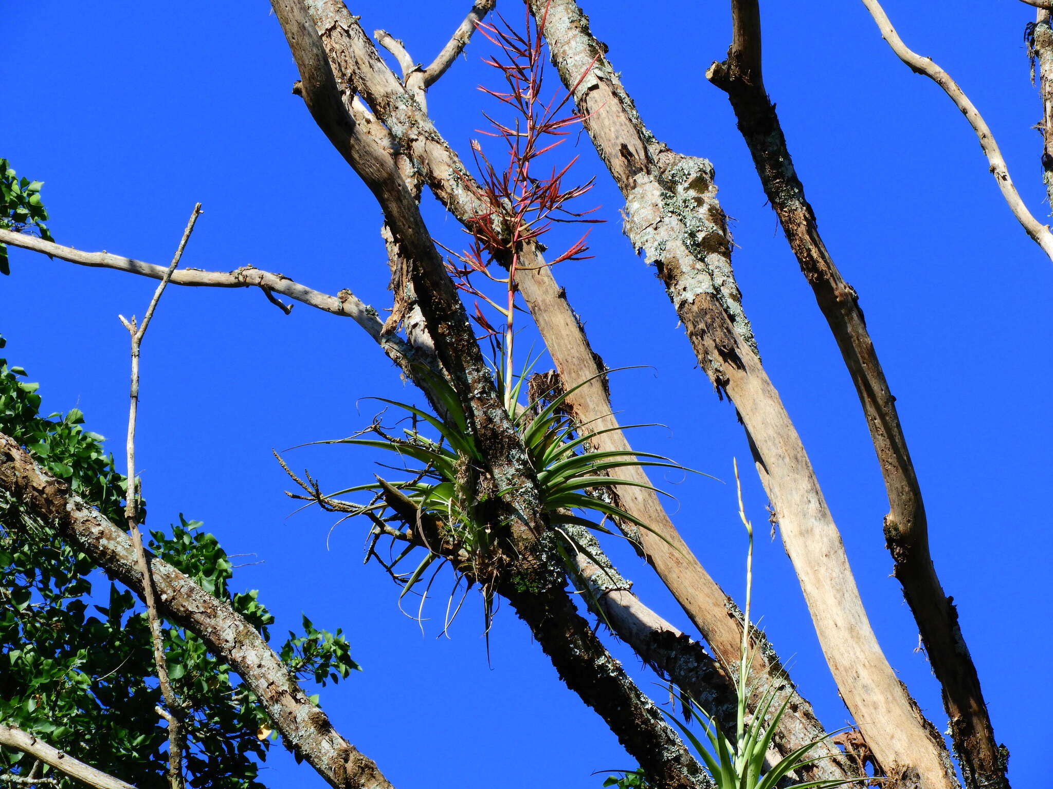 Image of Tillandsia elongata Kunth