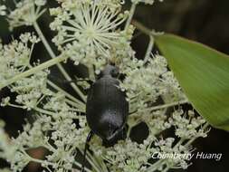 Слика од <i>Calosoma maximowiczi</i>