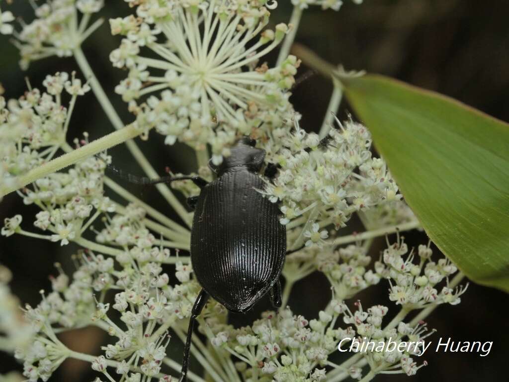 Image of <i>Calosoma maximowiczi</i>