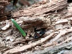 صورة Eremocoris abietis (Linnaeus 1758)