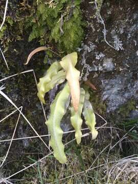 Image of Elaphoglossum cuspidatum (Willd.) T. Moore