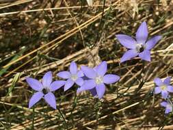 Image of Wahlenbergia capillaris (G. Lodd.) G. Don