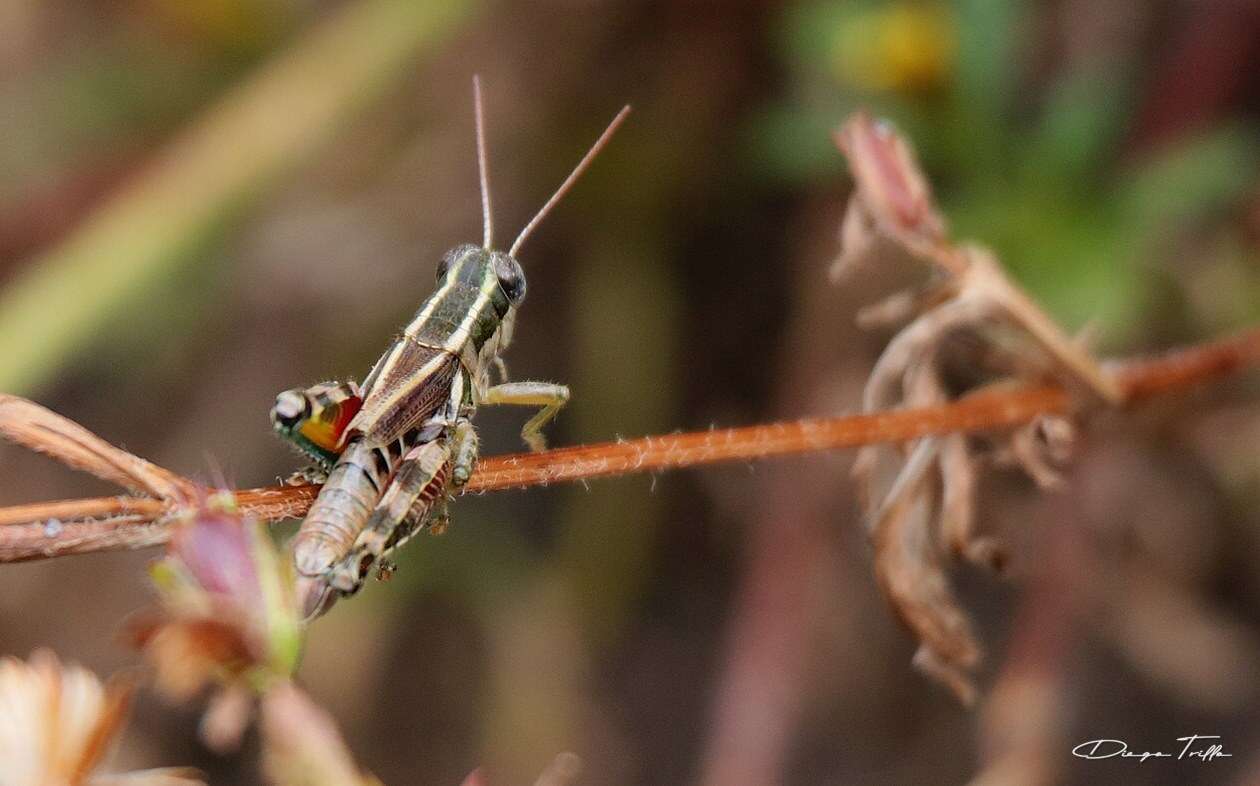 Image of Dichroplus vittatus Bruner & L. 1900