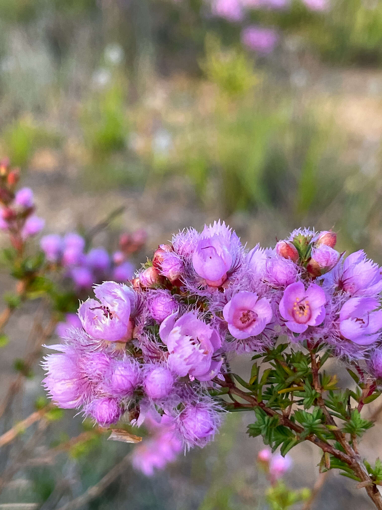 Image of Verticordia pennigera Endl.