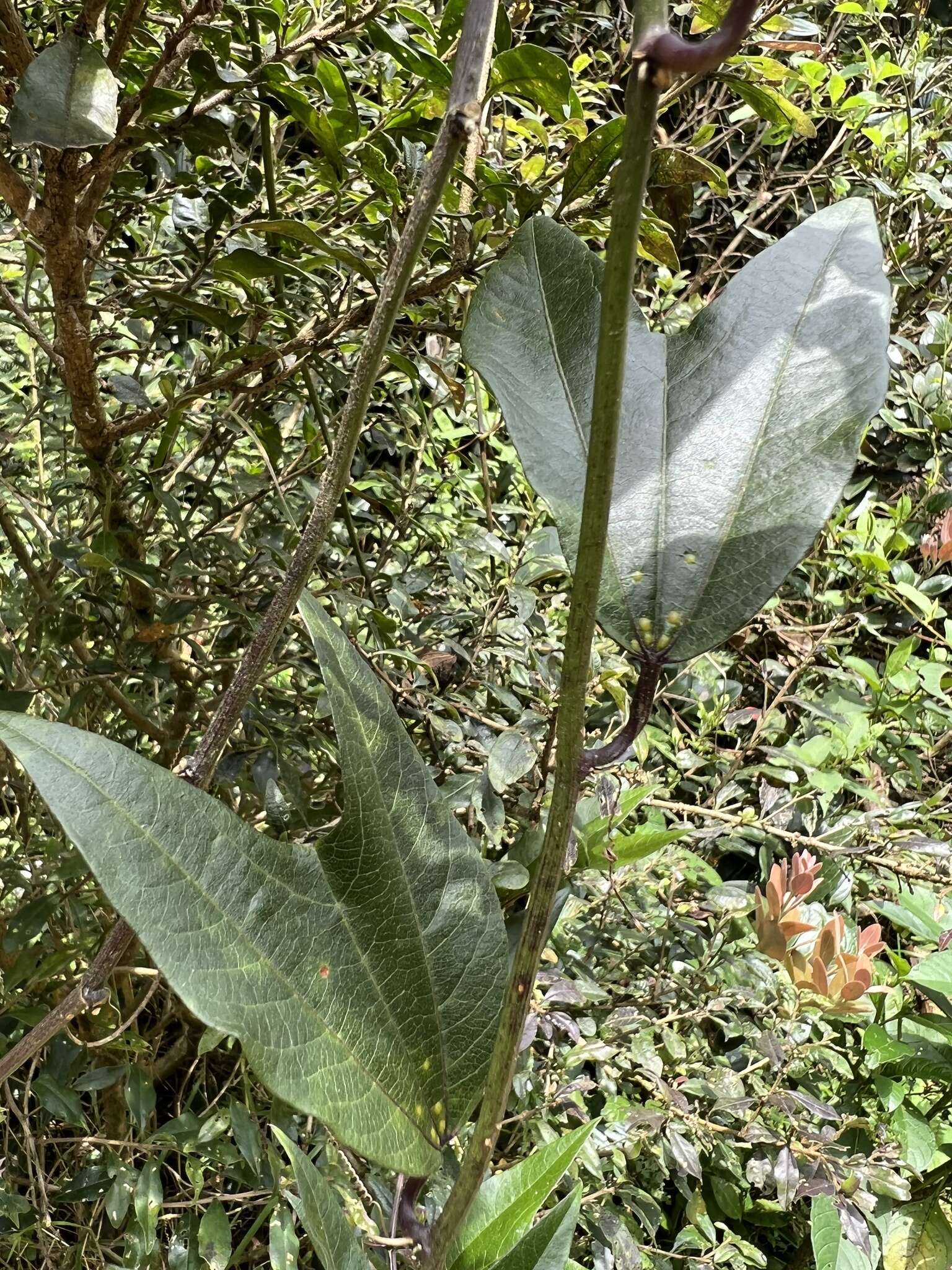 Image of Passiflora chelidonea Mast.