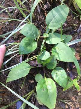 Image of Boott's goldenrod