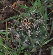 Image of Coryphantha georgii Boed.