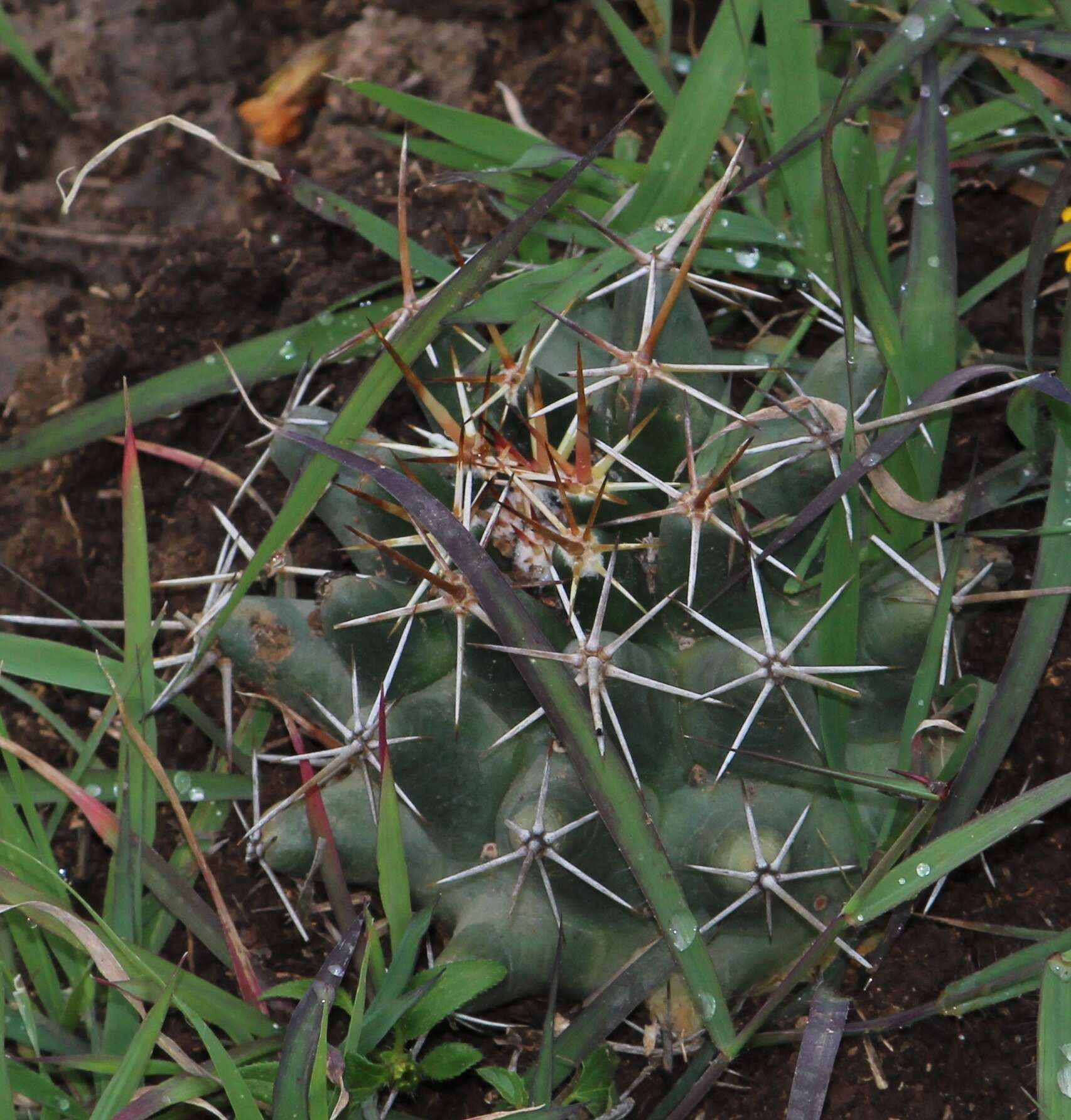 Image of Coryphantha georgii Boed.