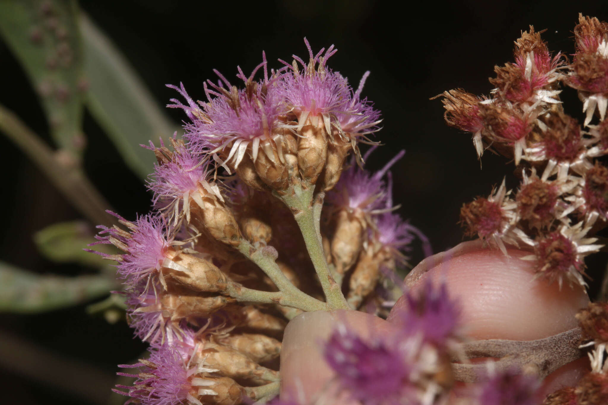 Plancia ëd Tessaria integrifolia var. ambigua (DC.) S. E. Freire