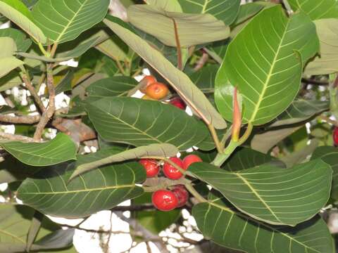 Ficus trichopoda Bak.的圖片