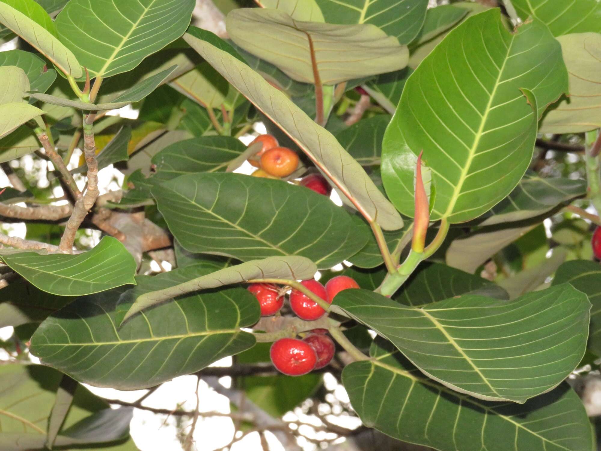 Image of Ficus trichopoda Bak.
