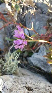 Image of coastal onion