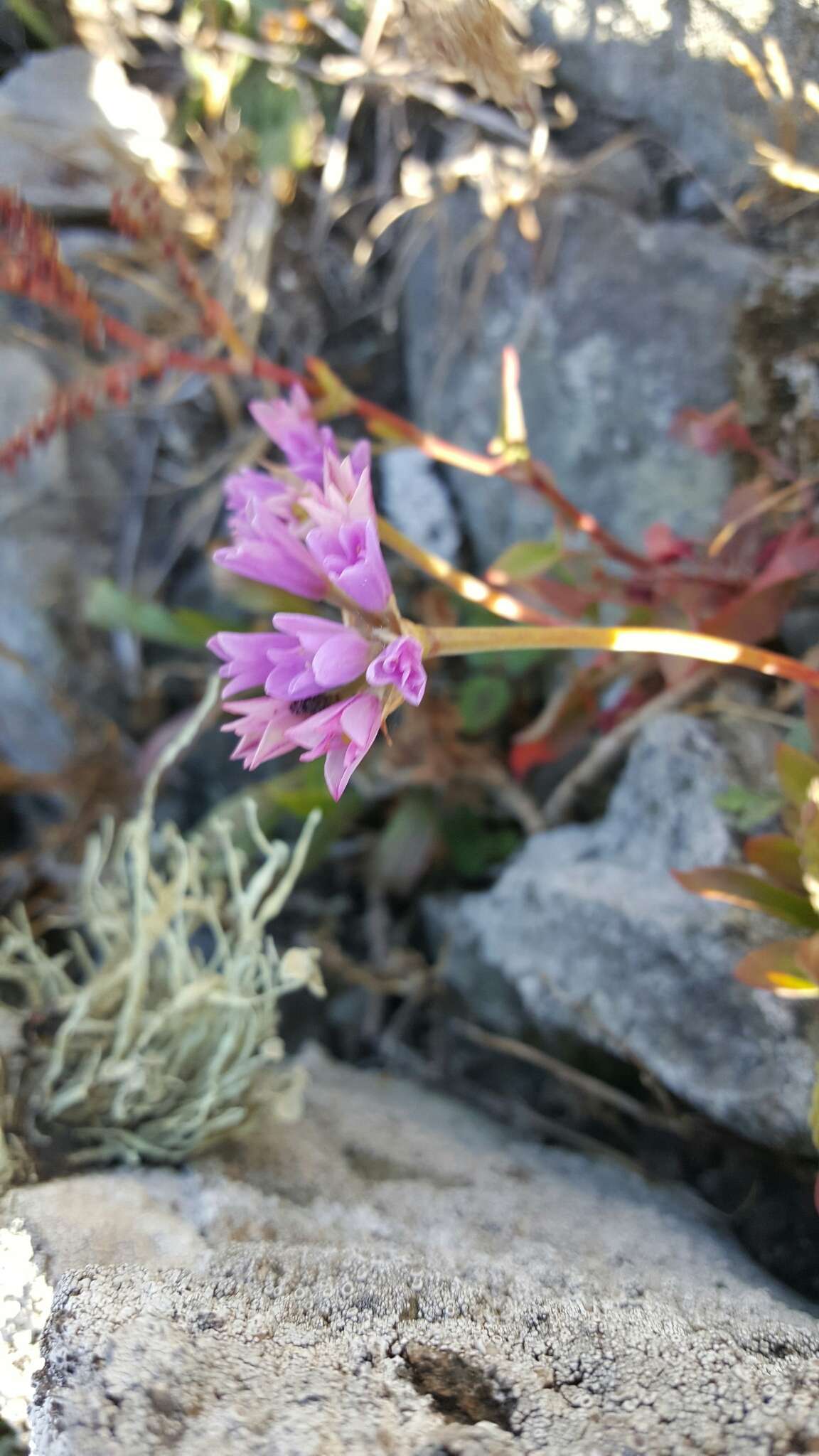 Image of coastal onion