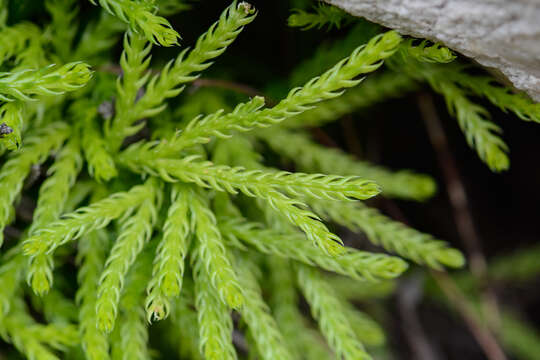 Image of Diphasiastrum zanclophyllum (J. H. Wilce) Holub