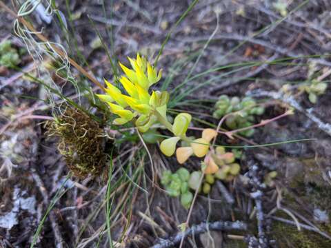 صورة Sedum oreganum subsp. tenue R. T. Clausen