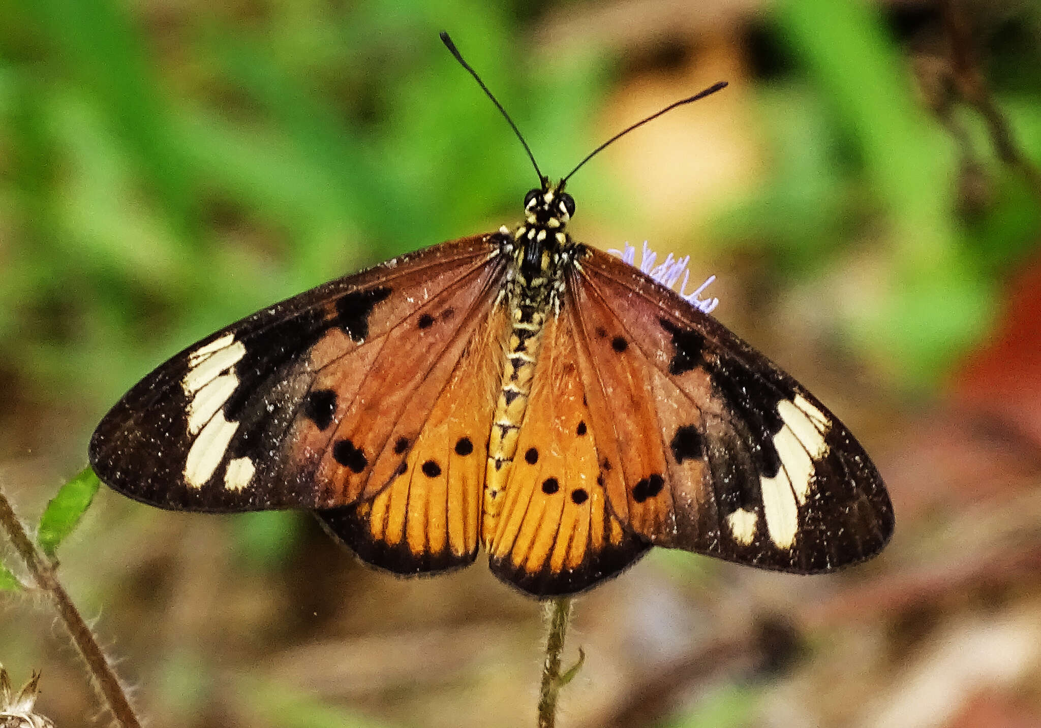 Image of Acraea encedon Linnaeus 1758